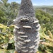 Banksia cone by gosia