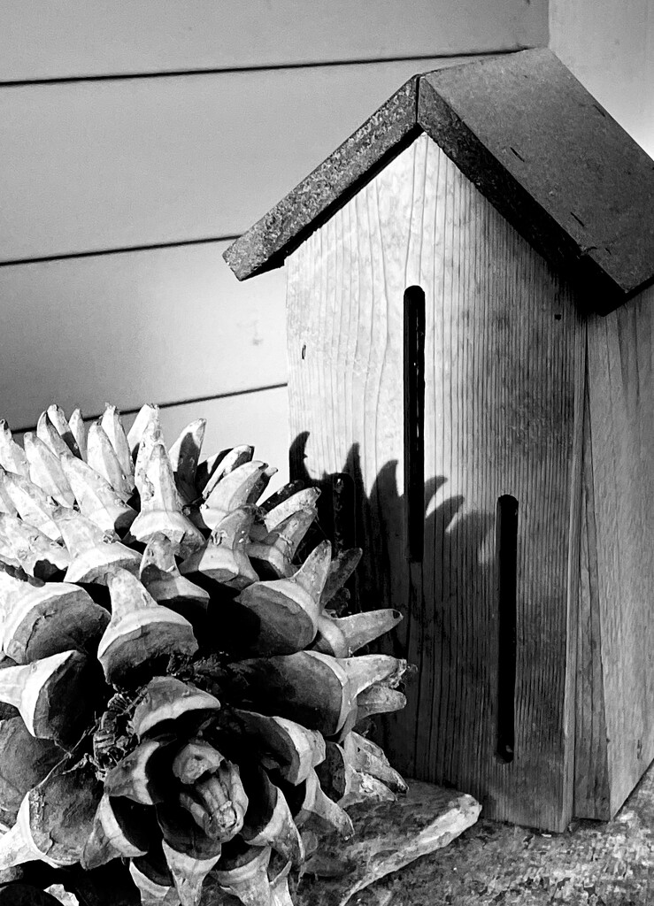 2/17 giant pine cone and butterfly house — both covered in dust by mcsiegle