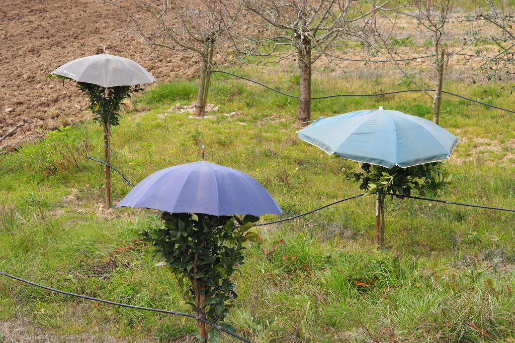 Multipurpose umbrella by antonios