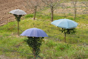 5th Feb 2023 - Multipurpose umbrella