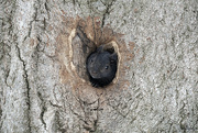 19th Feb 2023 - Tree Squirrel