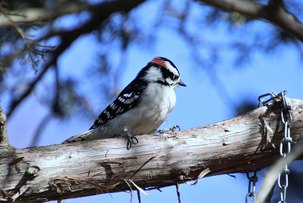  Woodpecker by randy23