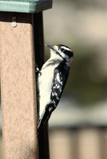 19th Feb 2023 - Downy Woodpecker