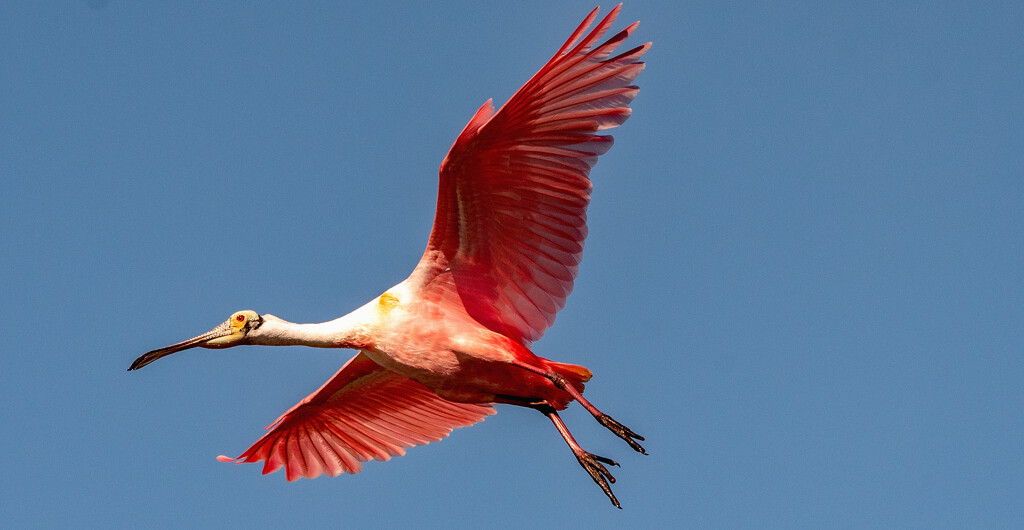 One More Roseate Spoonbill! by rickster549