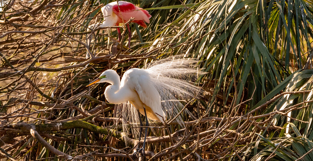 Egret With the Mating Plumage! by rickster549