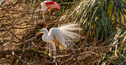 19th Feb 2023 - Egret With the Mating Plumage!