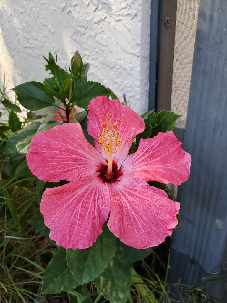 Pink Hibiscus by mimiducky
