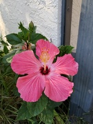 18th Feb 2023 - Pink Hibiscus