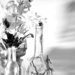 B&W Sill-Life with Bottles and Flowers by granagringa