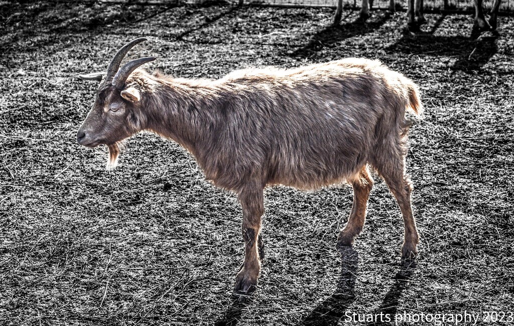 Solo goat by stuart46