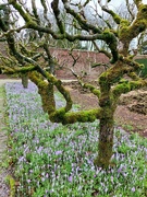 13th Feb 2023 - Apple trees and crocuses in Threave Walled Garden 