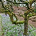 Apple trees and crocuses in Threave Walled Garden  by samcat