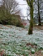 19th Feb 2023 - Snowdrops at Danevale Park