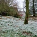 Snowdrops at Danevale Park by samcat
