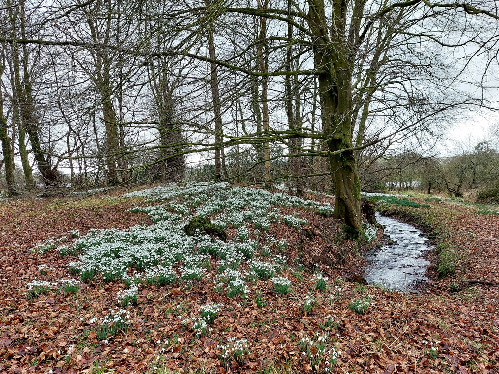 Snowdrops at Danevale Park  by samcat