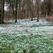 Snowdrops at Danevale Park  by samcat