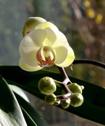 19th Feb 2023 - Orchid