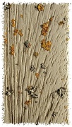 20th Feb 2023 - Lichen Flowers