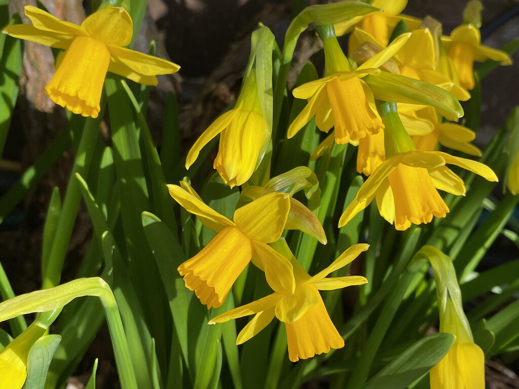 Tiny Daffodils by 365projectmaxine