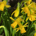 Tiny Daffodils by 365projectmaxine