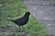 20th Feb 2023 - Bobbie Blackbird today