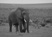 20th Feb 2023 - Elephant Walking 