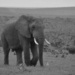 Elephant Walking  by salza