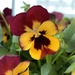 Pansy by philm666