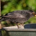 Blackbird by arkensiel