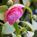 Camellia by seattlite