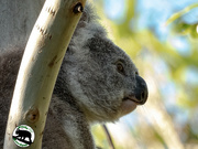 19th Feb 2023 - the koala profile