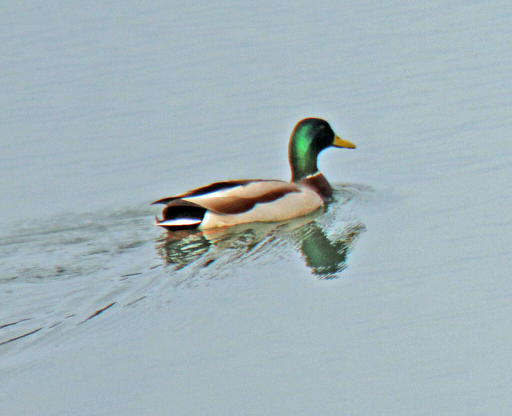 Feb 10 Mallard IMG_0649 by georgegailmcdowellcom