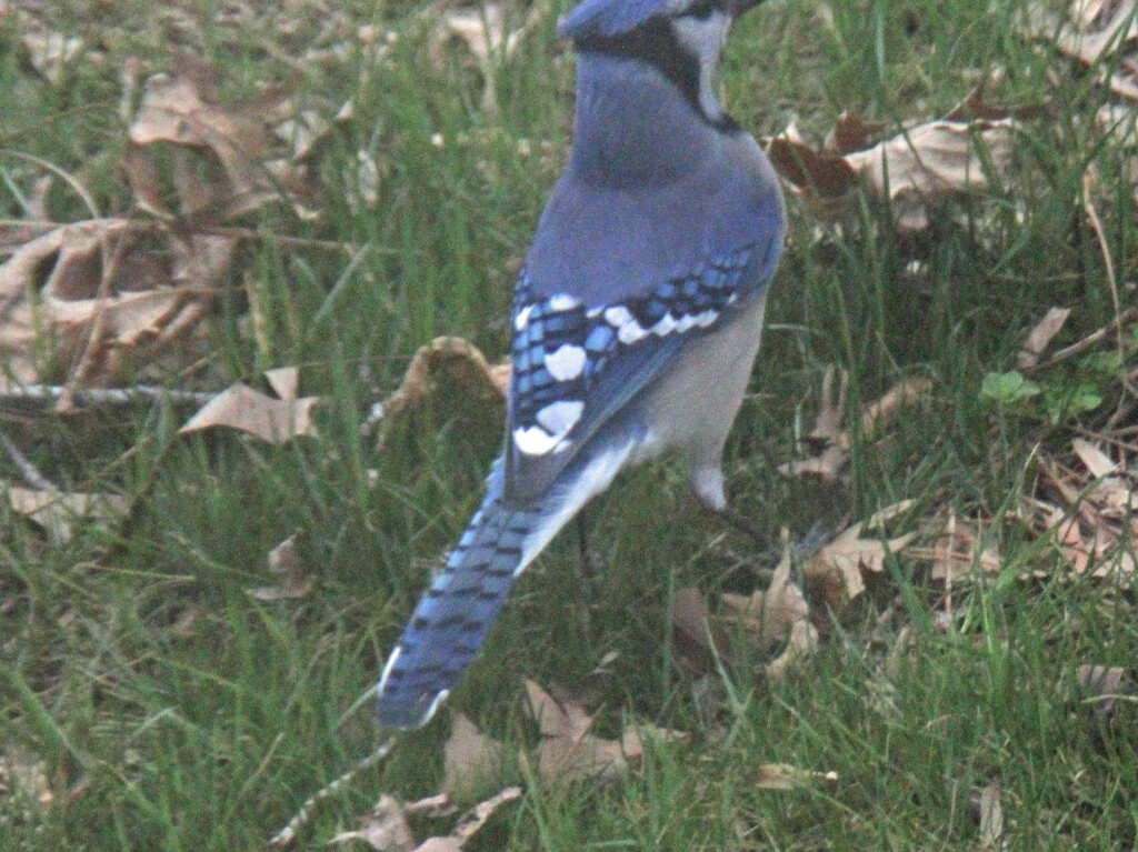 Feb 11 Blue Jay A IMG_0658A by georgegailmcdowellcom