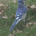 Feb 11 Blue Jay A IMG_0658A by georgegailmcdowellcom