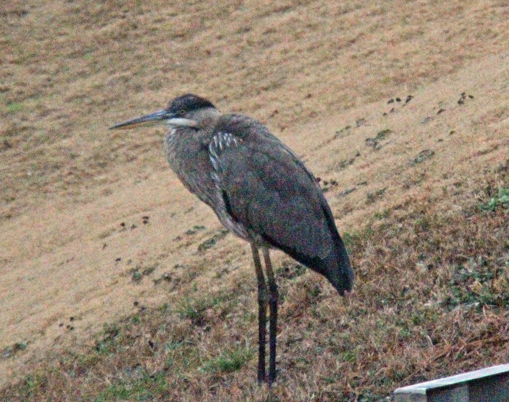 Feb 12 Blue Heron In Rain IMG_0699 by georgegailmcdowellcom