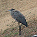 Feb 12 Blue Heron In Rain IMG_0699 by georgegailmcdowellcom