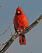 13th Feb 2023 - Feb 13 Cardinal IMG_0712