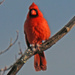 Feb 13 Cardinal IMG_0712 by georgegailmcdowellcom