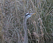 14th Feb 2023 - Feb 14 Blue Heron In Weeds IMG_0720