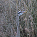 Feb 14 Blue Heron In Weeds IMG_0720 by georgegailmcdowellcom