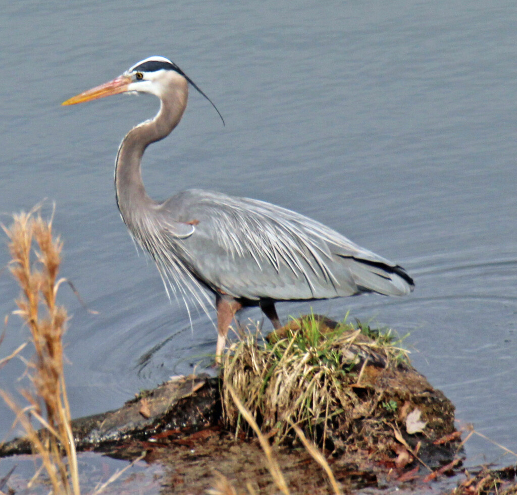 Feb 15 Blue Heron With Feather Detail IMG_0743 by georgegailmcdowellcom