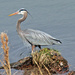 Feb 15 Blue Heron With Feather Detail IMG_0743 by georgegailmcdowellcom