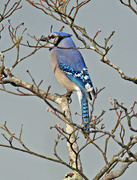 16th Feb 2023 - Feb 16 Blue Jay IMG_0759A