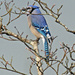 Feb 16 Blue Jay IMG_0759A by georgegailmcdowellcom
