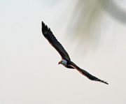 18th Feb 2023 - Feb 18 Bald Eagle Soaring IMG_0821A