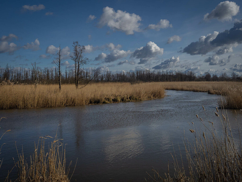A sunny day in the swamp by haskar