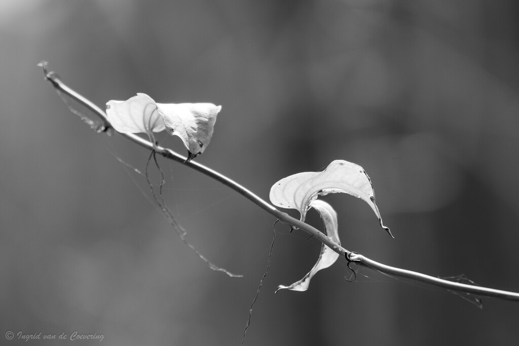 New leaves in the sunshine by ingrid01