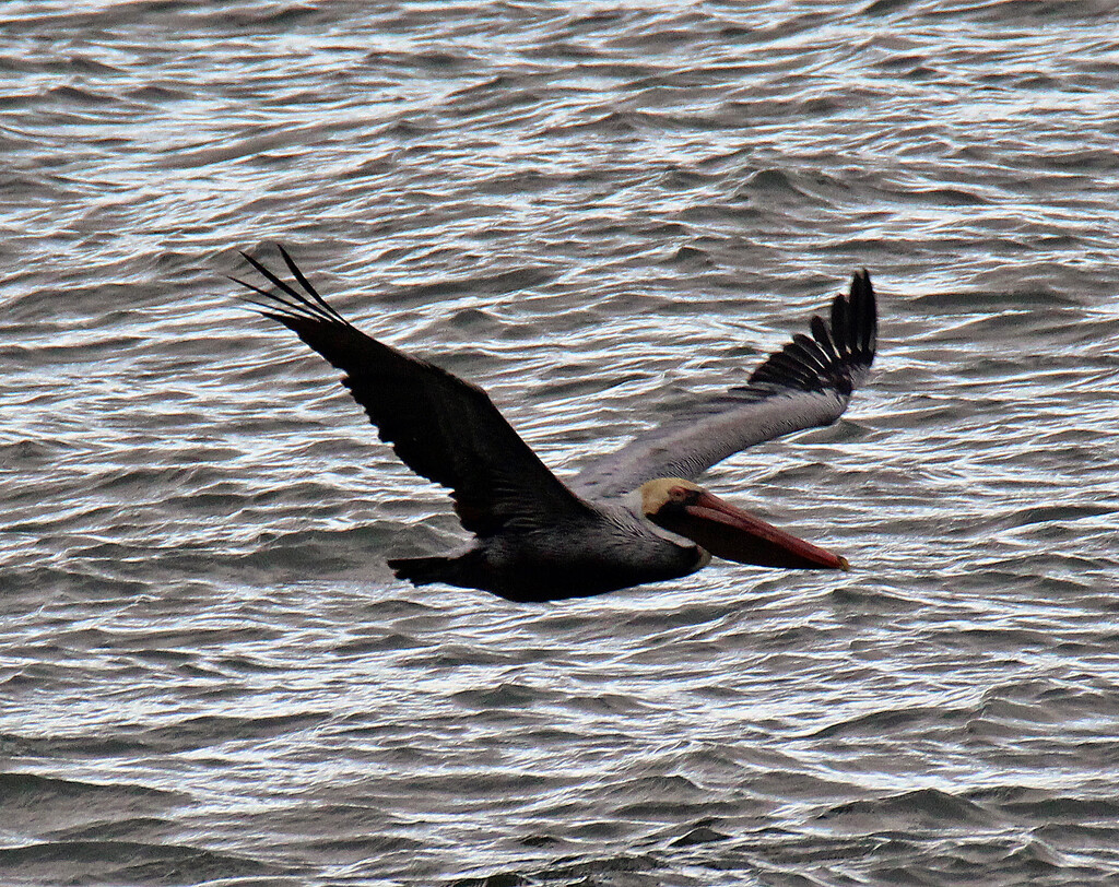 Feb 19 Pelican Wings Up IMG_1010 by georgegailmcdowellcom