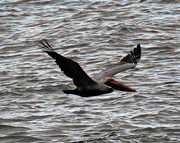 19th Feb 2023 - Feb 19 Pelican Wings Up IMG_1010