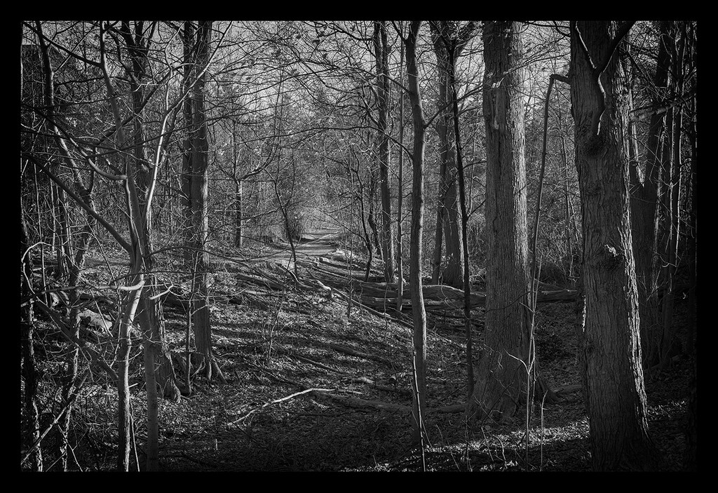 Into the Woods (on the dark side). by gardencat